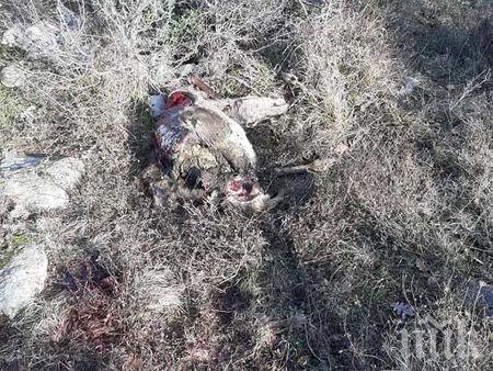 ШОКИРАЩА НАХОДКА: Откриха елен с отрязани крака и рога край плажа Перла в Приморско (18+)