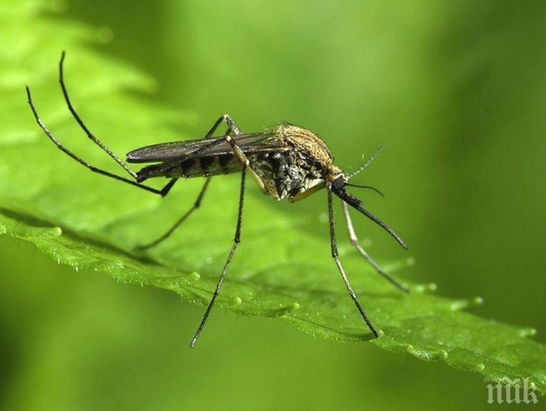 В Пловдив ще морят комари още през март