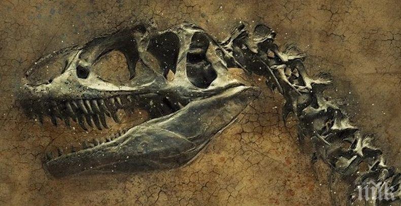 Откриха следи от необичаен вид месоядни динозаври в Австралия