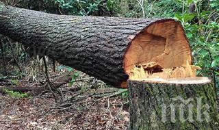 Дърво смаза 11-годишно дете, борят се за живота му