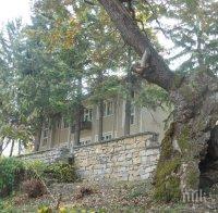 Вековният дъб от Ново село участва в 