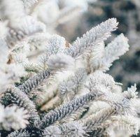 ЧЕСТИТО: Първи сняг на Боровец (СНИМКА)