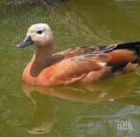 Глобяват 1000 лева продавач на екзотични птици