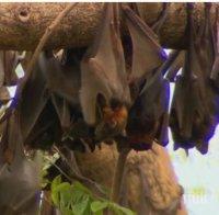 КАТО ВЪВ ФИЛМ НА УЖАСИТЕ: Прилепи като лисици превзеха Австралия