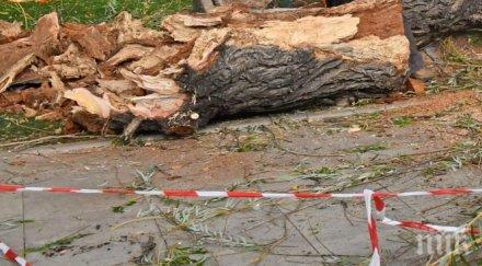 ураганен вятър събори дървета монтана