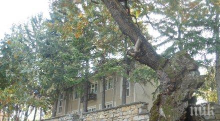 вековният дъб ново село участва европейско дърво 2020