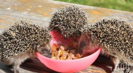 пълна лудница таралежите пчелите водните кончета великобритания пострадат брекзит