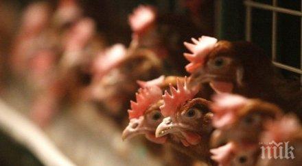 бабх провери контрола нюкясълска болест птиците