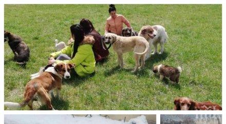 несретник куче без лице трогна мрежата вижте шокиращата история бездомия лъки снимки