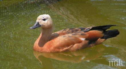 глобяват 1000 лева продавач екзотични птици