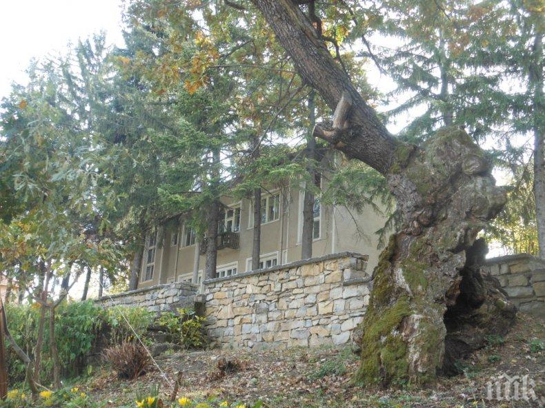 Вековният дъб от Ново село участва в Европейско дърво на 2020