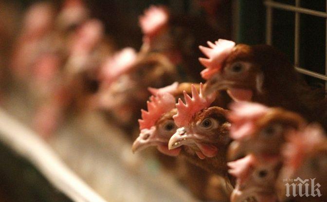 БАБХ провери контрола на Нюкясълска болест по птиците