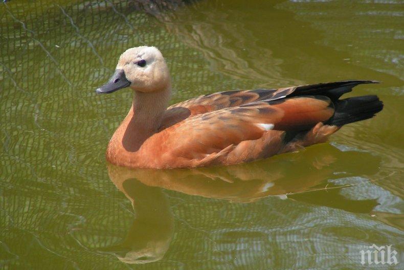 Глобяват 1000 лева продавач на екзотични птици