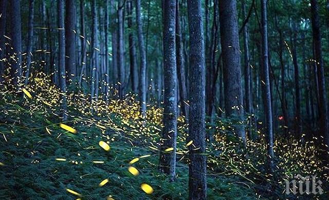 Туризмът убива светулките. Ето защо!