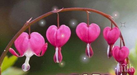 отбелязваме международния ден думата