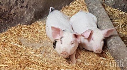 ликвидираха нелегални прасета задни дворове