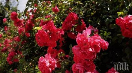 турция изнася млн рози свети валентин