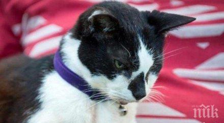 закопчаха мъж брутално насилие котка габрово