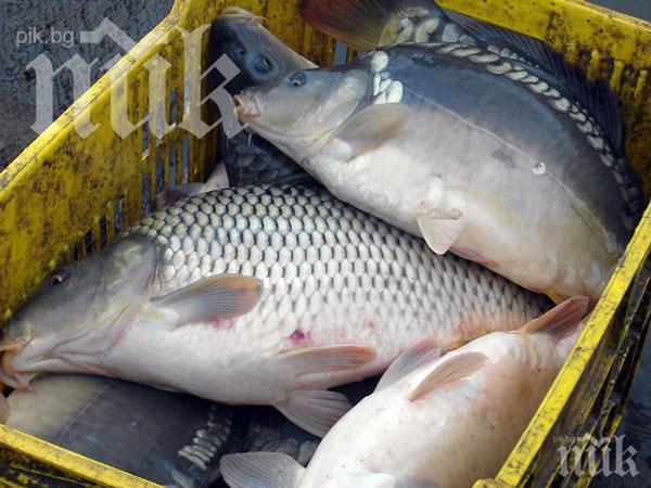 Освободиха над 50 кг риба от бракониерски мрежи