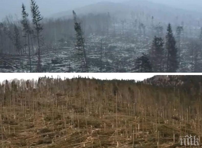 Бедствие: Буря изкорени 50 000 дървета 