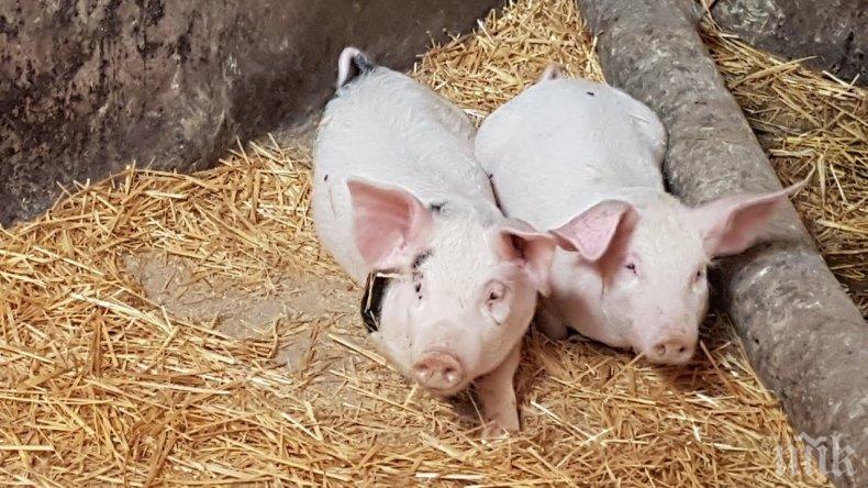 Крадла опоска стопански двор, открадна три прасета, кобила и конче - полицията я дири под дърво и камък