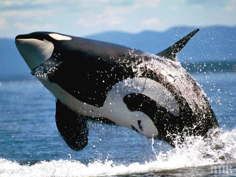 НЕВИЖДАНО: Китове-убийци преследват акула-човекоядец (ВИДЕО)