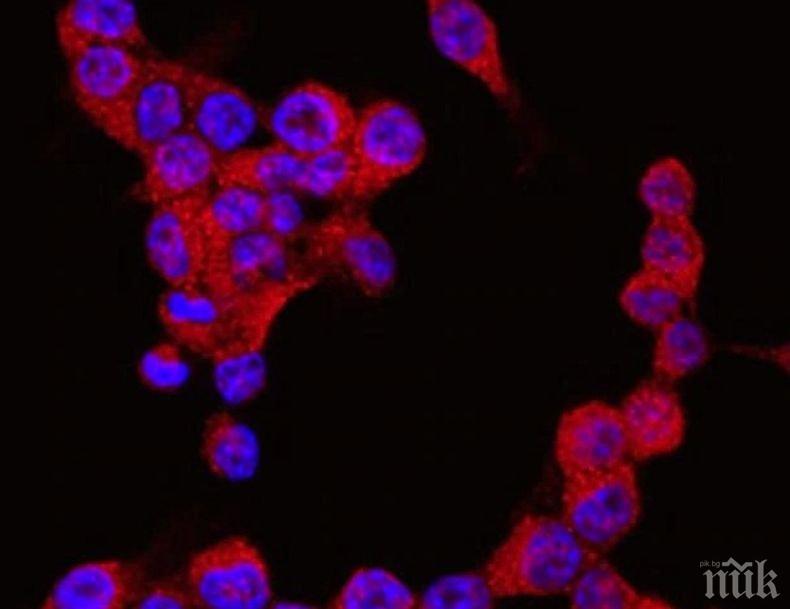 Откриха средство за борба с рака и стареенето