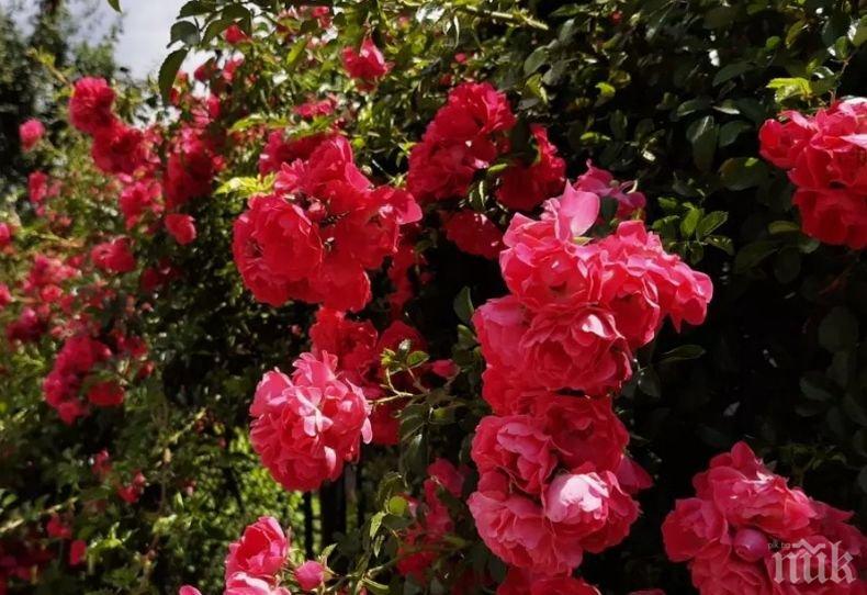 Турция изнася 60 млн. рози за Свети Валентин