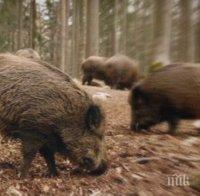 Увеличават се случаите на африканска чума по дивите свине в Североизточна България