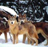 Започва мониторингът на вълците в България