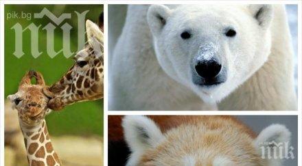 софийският зоопарк пренeсе интернет пространството