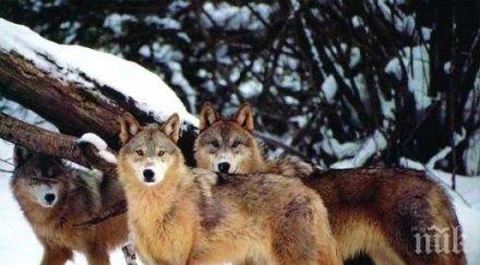 започва мониторингът вълците българия