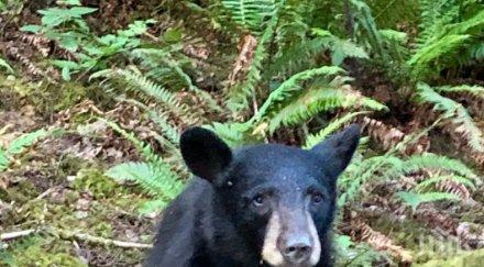 невероятно факт куче прибра дома осиротяло мече