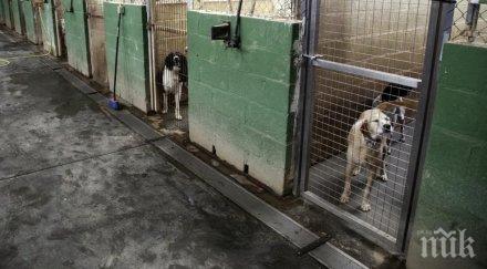 кучета приюти софия заминаха германските осиновители