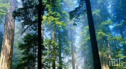 младежи спасяват горичката меден рудник бургас застрояване