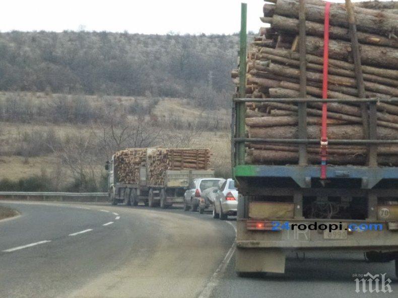СЕЧ: Залагат изрязването на 110 000 декара гори