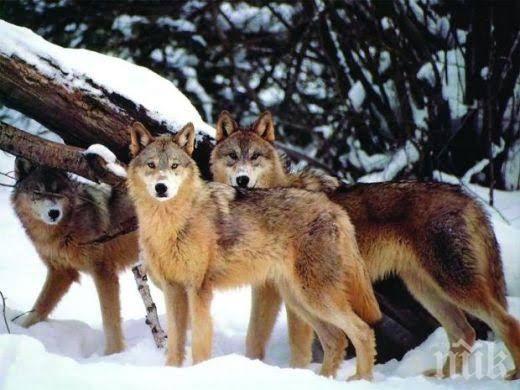Гладни вълци нападат варненски села