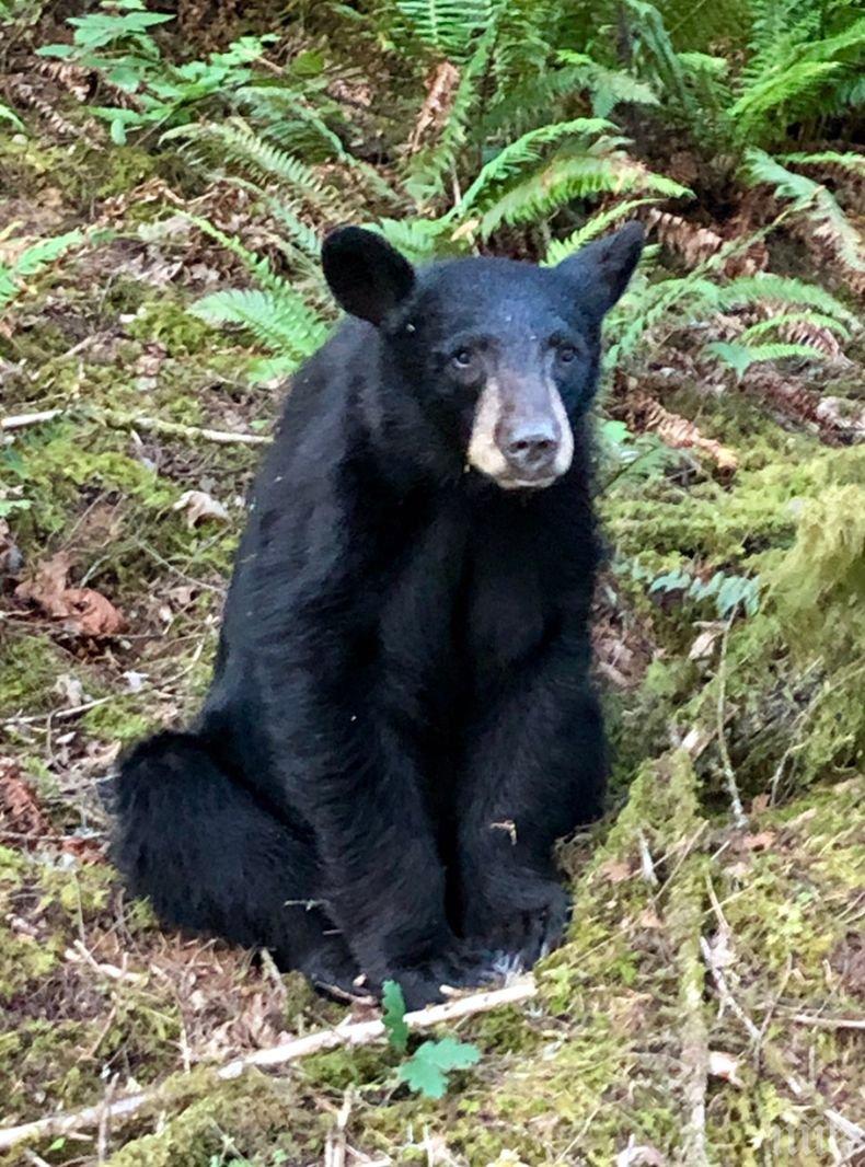 НЕВЕРОЯТНО, НО ФАКТ: Куче прибра у дома осиротяло мече