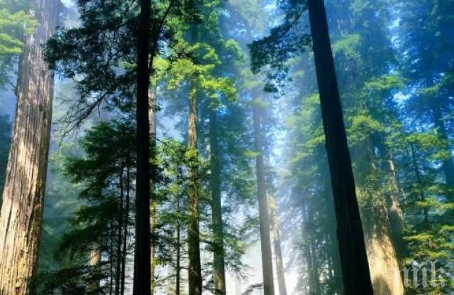 Младежи спасяват горичката край Меден рудник“ в Бургас от застрояване