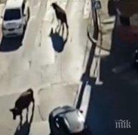 Ямбол като Делхи: Крави притичват в центъра на града