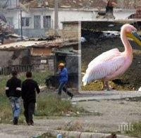 Еколози в шок: Роми кулинари готвят розовите пеликани с кисело зеле!