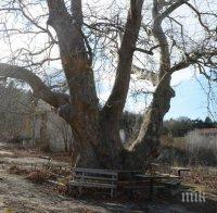 10 вековни дървета се намират на територията на Варна