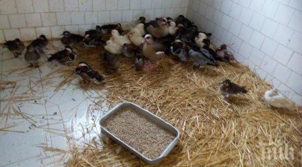 откриха огнище птичи грип нас