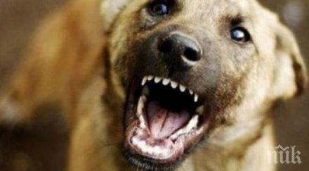 куче нахапа жестоко инкасатор