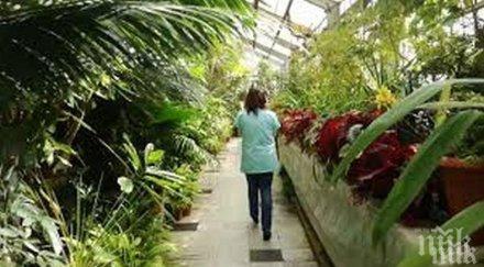 топлото време обърква растенията