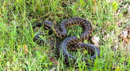 змийска оргия затвори парк сащ видео