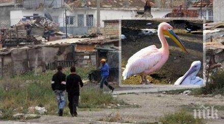 еколози шок роми кулинари готвят розовите пеликани кисело зеле