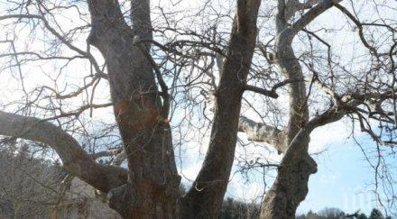 вековни дървета намират територията варна