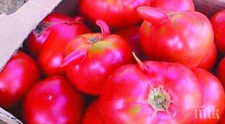 опасен вирус плъзна доматите