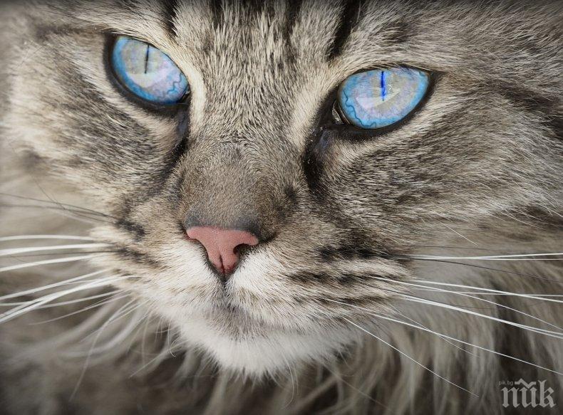 ЖЕСТОКОСТ: Старец уби котка пред очите на дете